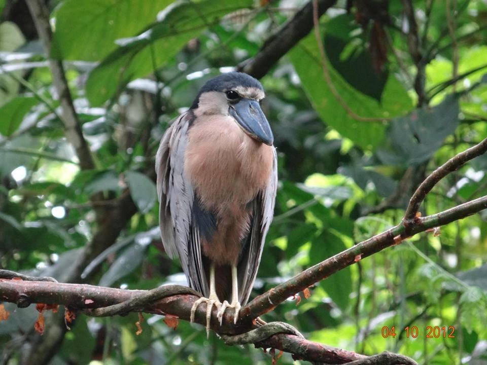 Casona Rustica & Bungalow La Fortuna Екстериор снимка